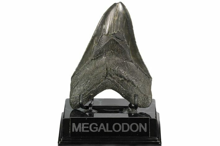 Serrated, Fossil Megalodon Tooth #125344